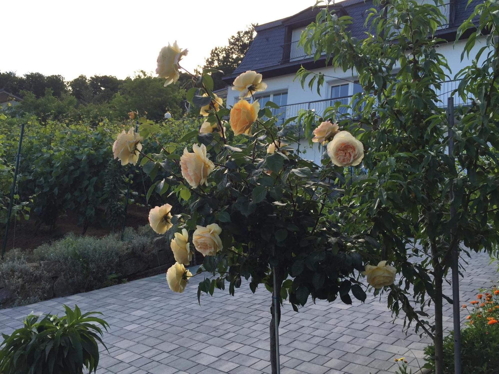 Ferienwohnung Idyllisches Wohnen Weinberg Bad Kissingen Exterior foto